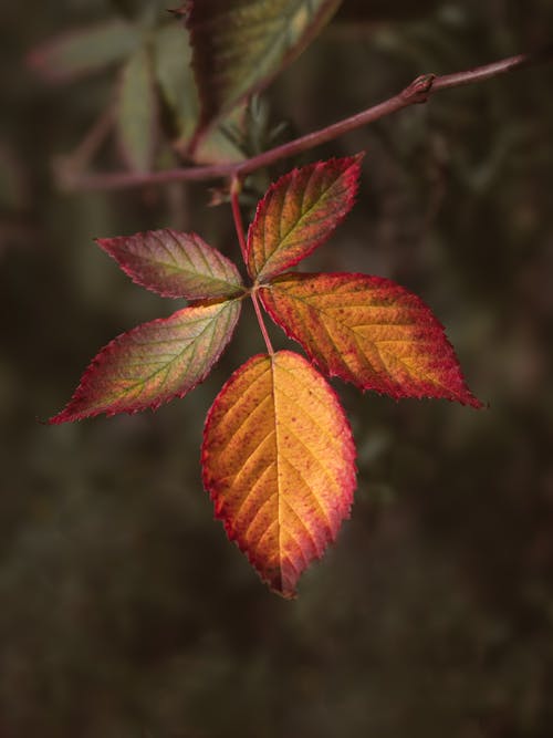 Macro photography of the golden autumn leaves of a rosebush isolated on a blurred natural background. Close-up photography with vibrant fall colors