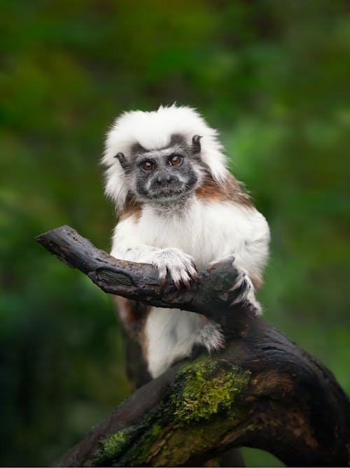 Tamarin Mit Baumwolloberteil