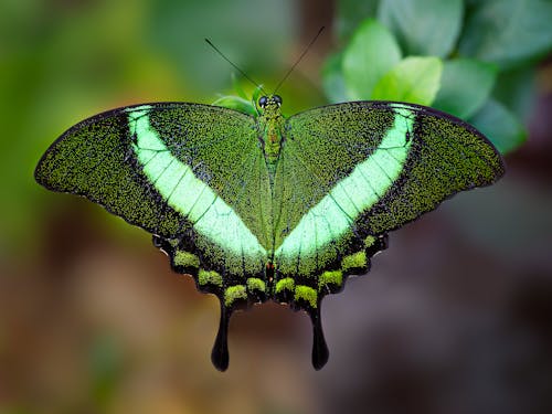 Green Butterfly in a Forest 