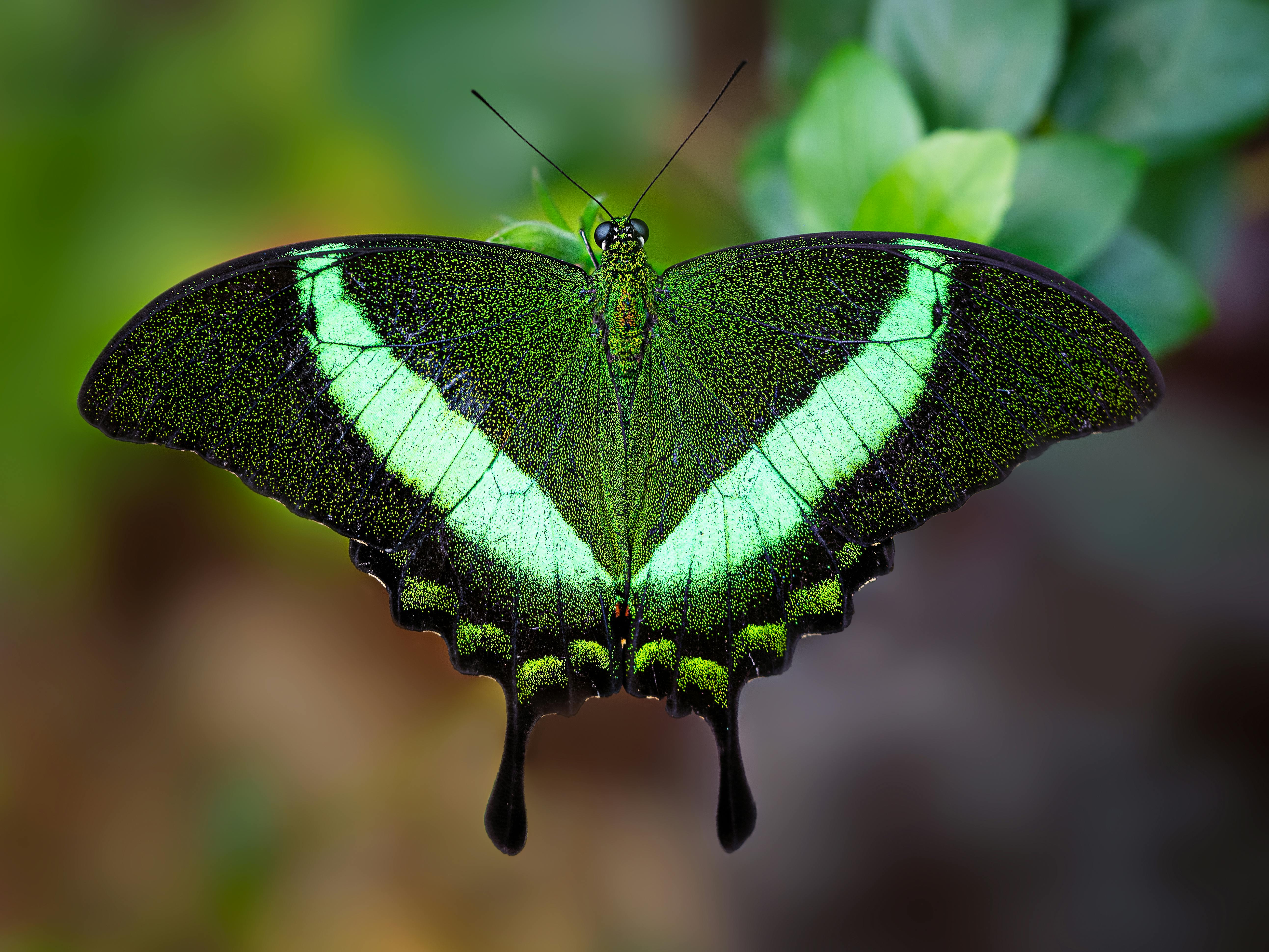 Emerald Swallowtail Butterfly · Free Stock Photo
