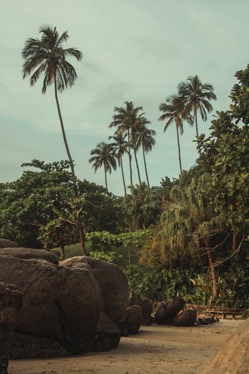 Photo of a Tropical Beach with Palm Trees and Large Stones 