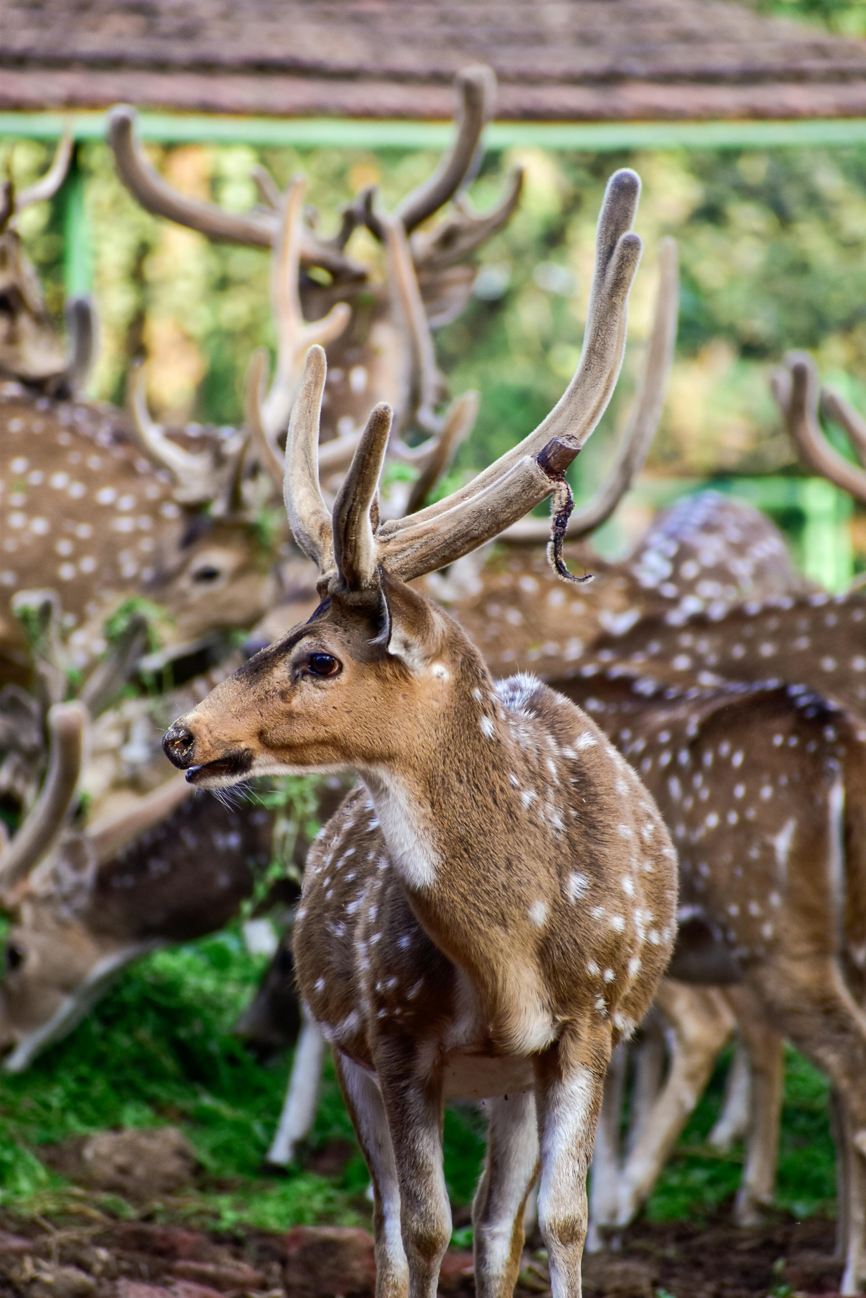 grátis Foto profissional grátis de amigo do ambiente, animais selvagens, animal Foto profissional