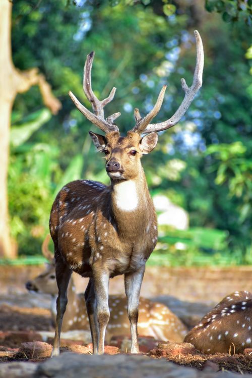 Free A magnificent axis deer standing in a lush park with sunlight filtering through the trees. Stock Photo