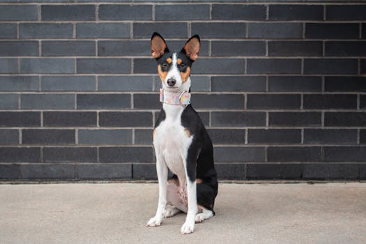 A Basenji dog sits poised against a dark brick wall, showcasing its sleek coat and alert demeanor.
