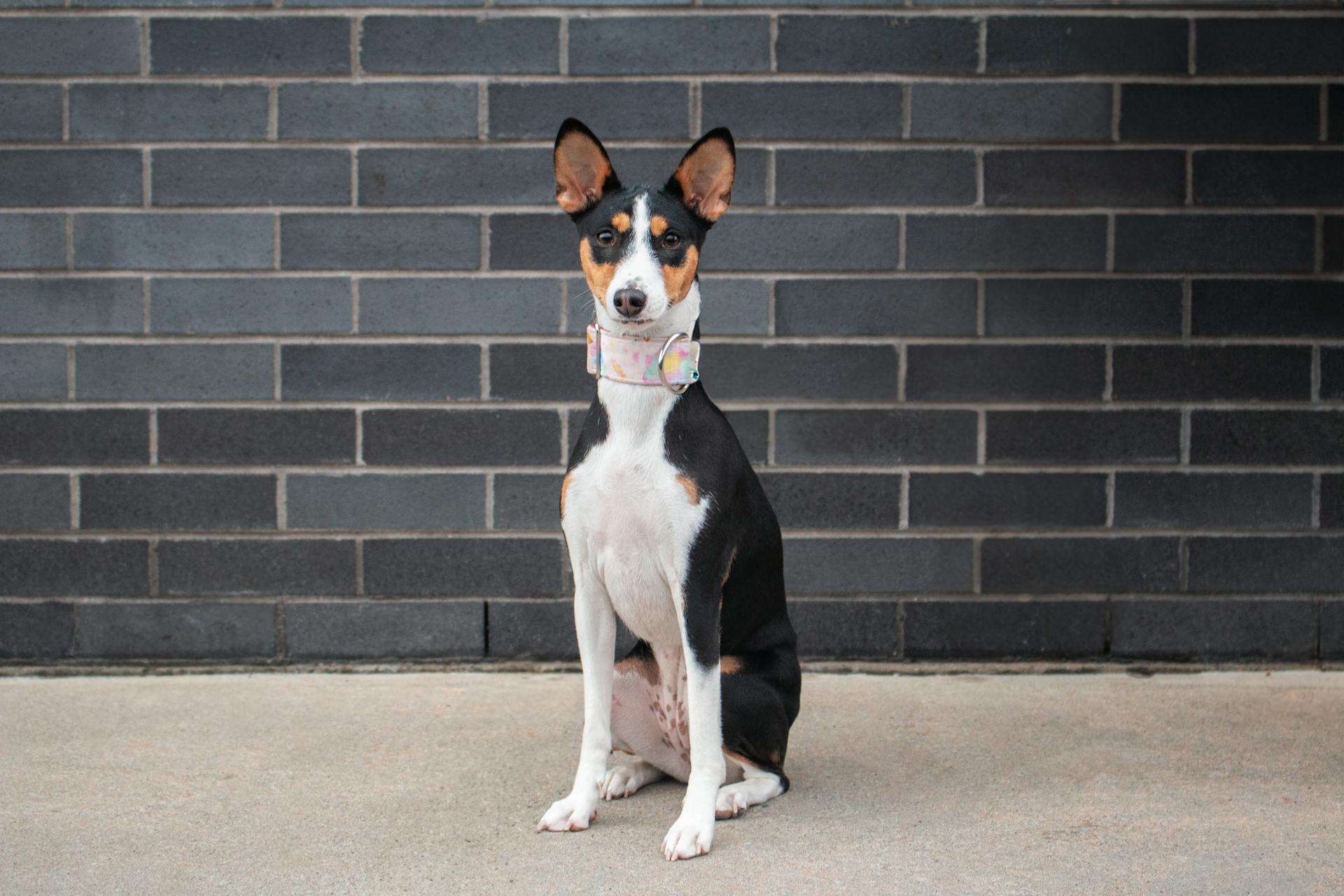 Hundraset Basenji sitter framför en tegelvägg.