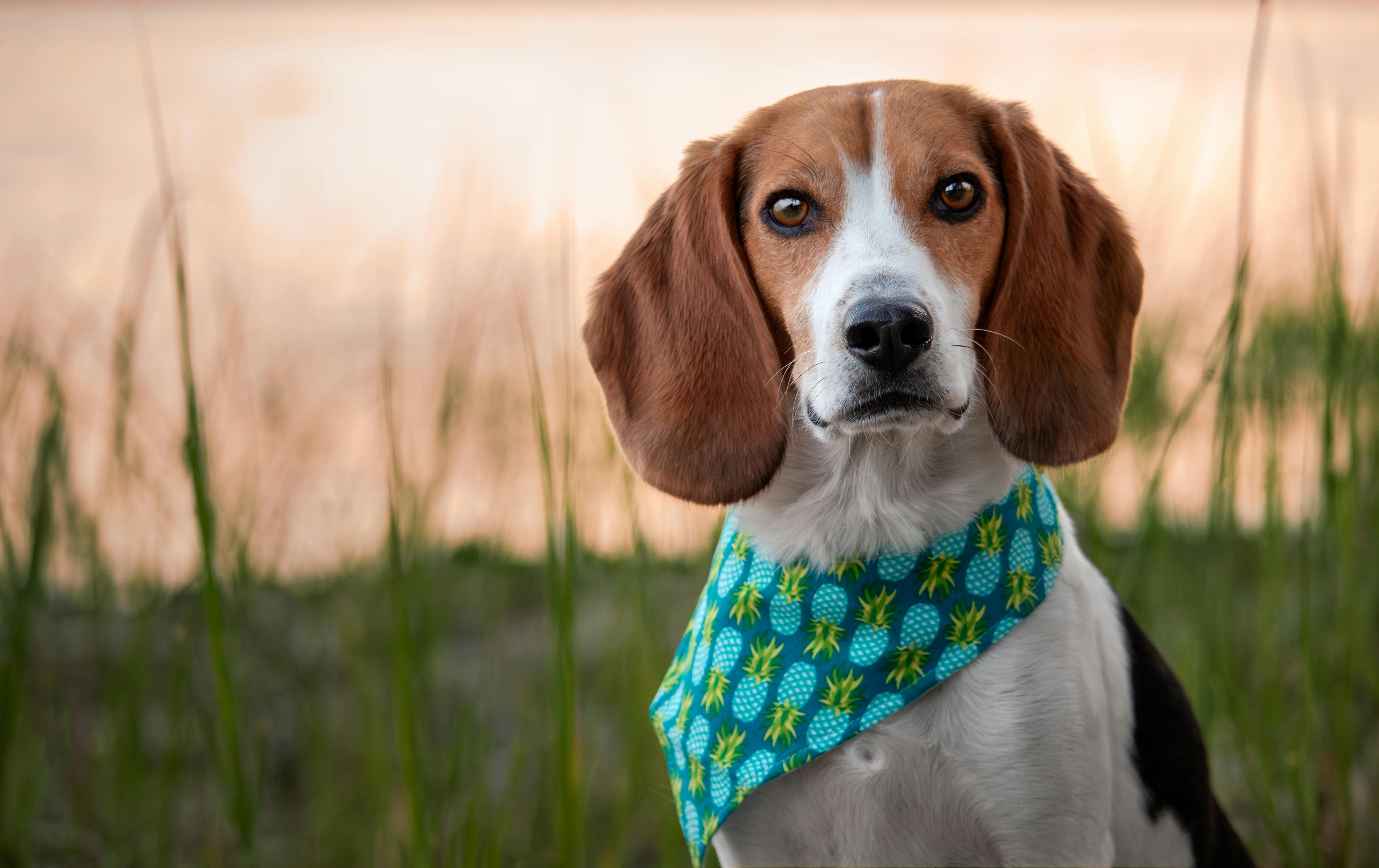 Beagle dog wearing a bandana standing in the grass at sunset Free Stock Photo