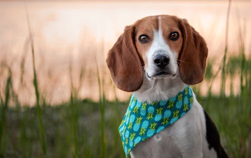 Beagle dog wearing a bandana standing in the grass at sunset