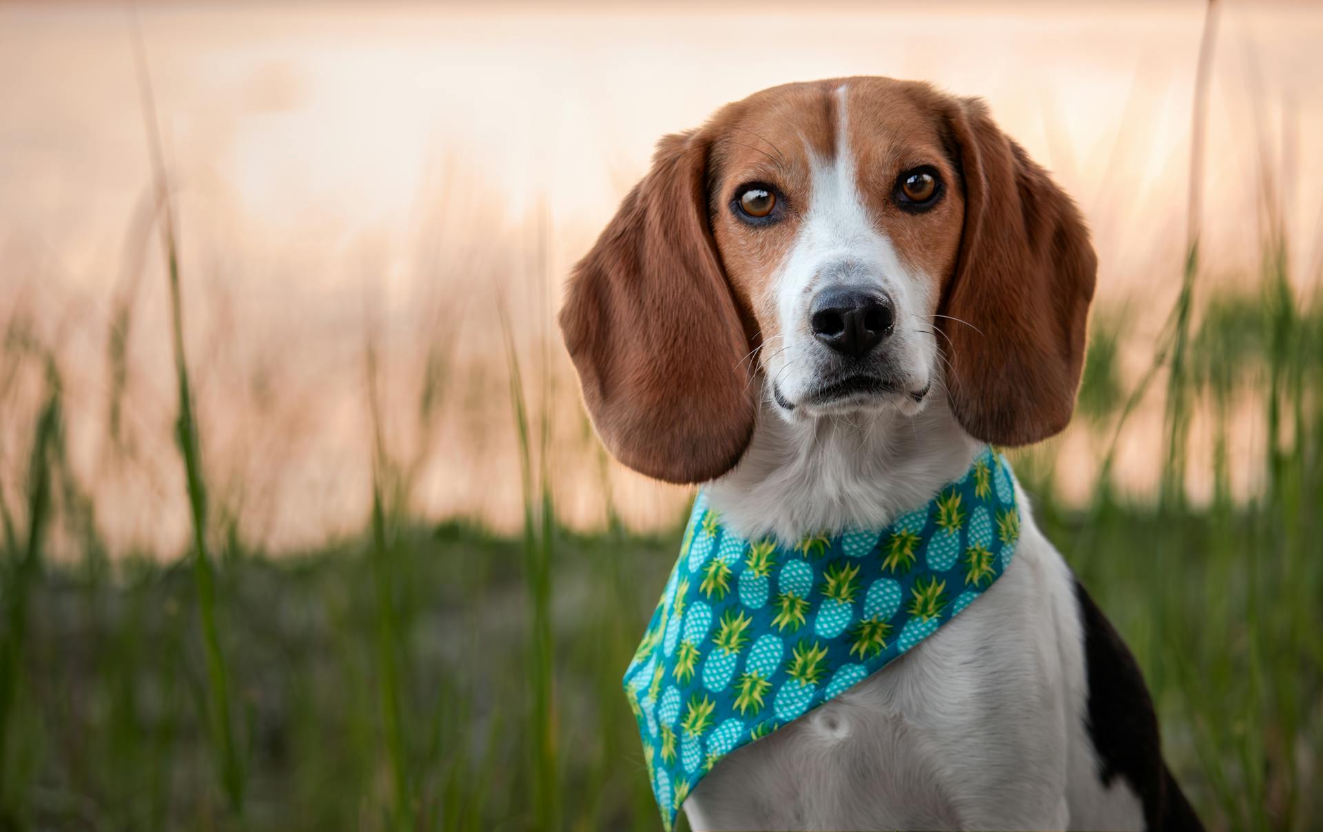 Beaglehund med bandana som står i gräset vid solnedgången