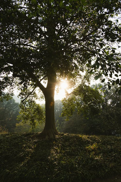 Δωρεάν στοκ φωτογραφιών με αγροτικός, δασικός, δέντρο