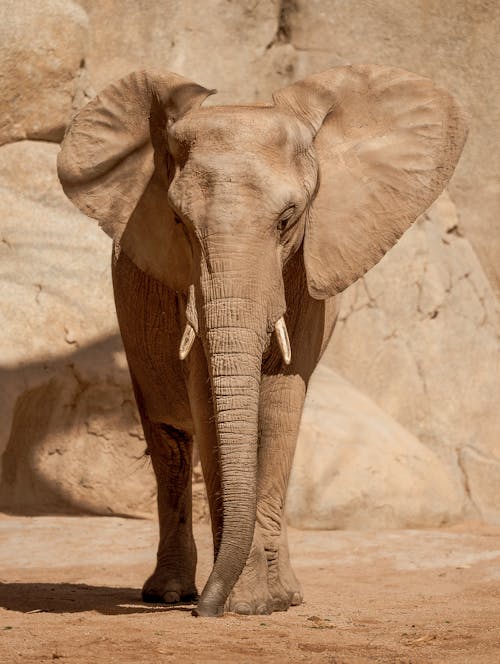 Foto d'estoc gratuïta de bagul, desert, elefant