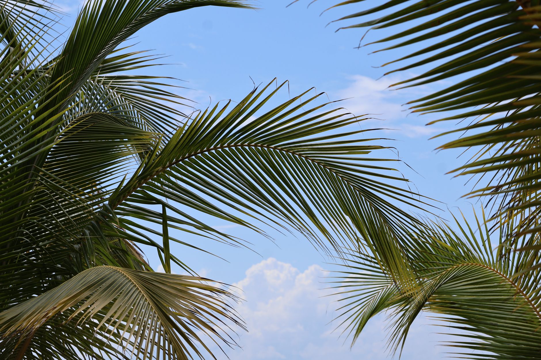 Lush tropical palm leaves against a blue summer sky in Mexico Beach, FL.