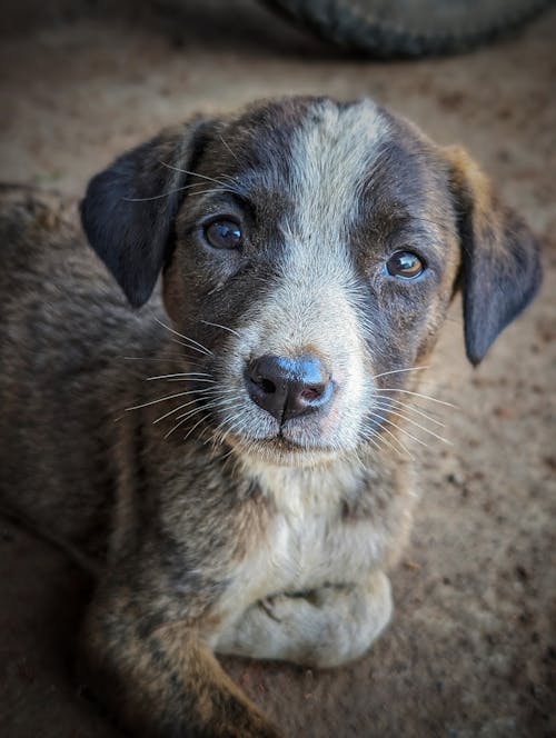 Close-up of a Puppy