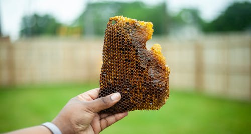 Free stock photo of bee, beekeeping, bees