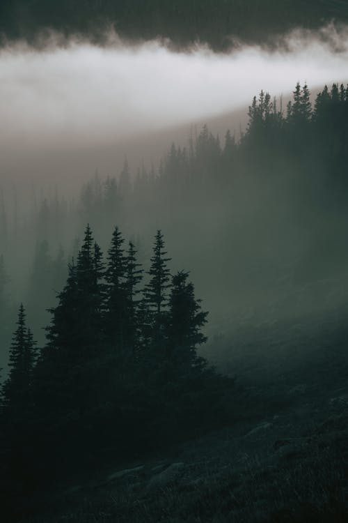 霧の中の木々
