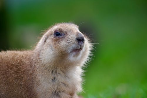 Free A detailed close-up image of a prairie dog in its natural habitat, showcasing animal behavior. Stock Photo