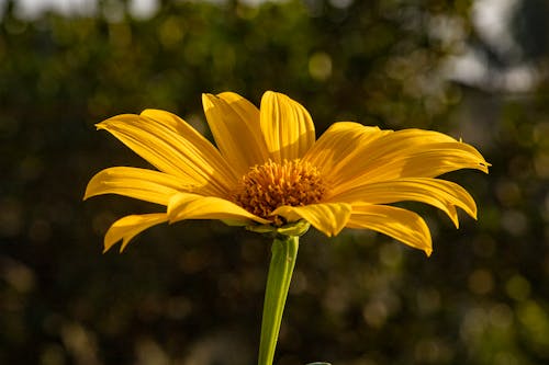 çiçek, sarı içeren Ücretsiz stok fotoğraf
