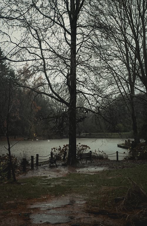 Základová fotografie zdarma na téma jezero, padání, park