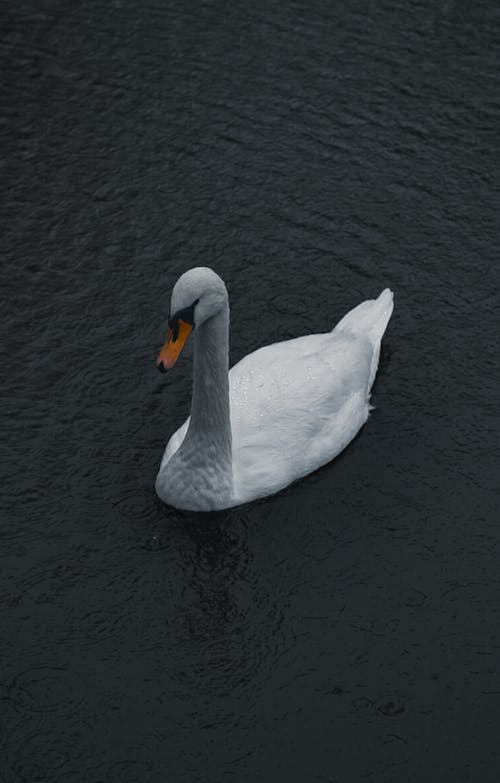 Základová fotografie zdarma na téma bílé peří, divoký, fotografování zvířat