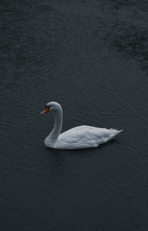 Základová fotografie zdarma na téma fotografie divoké přírody, fotografování zvířat, labuť