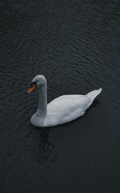 A Floating Swan