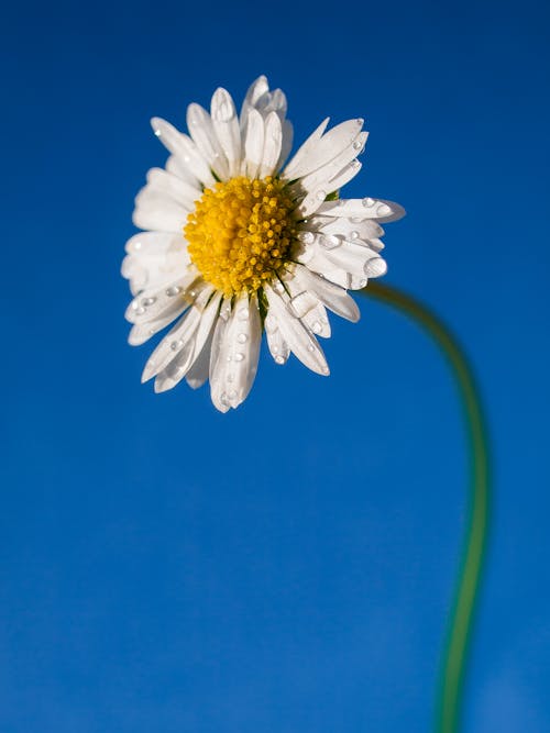 Chamomile Flower on a Field 