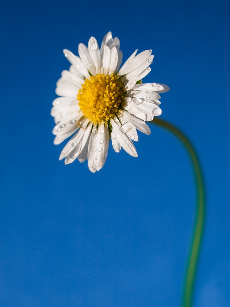 Chamomile Flower On A Field 