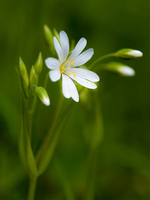 Fotos de stock gratuitas de blanco, campo, césped