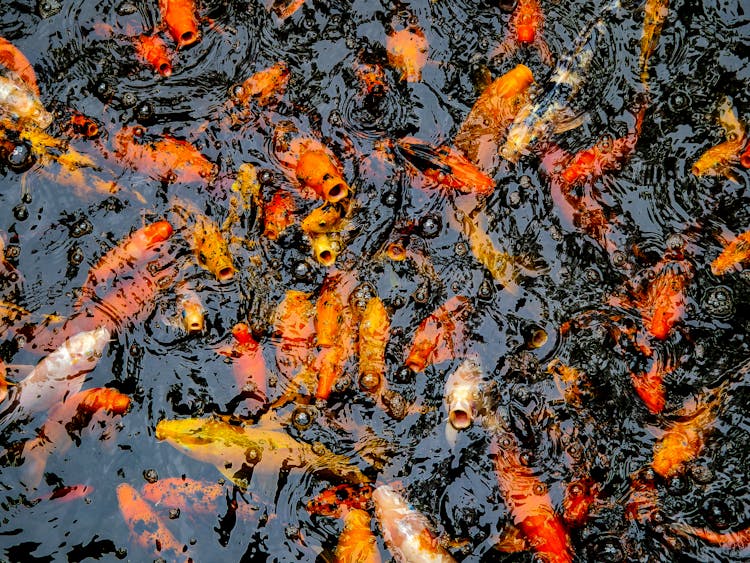 Colorful Fish In Water