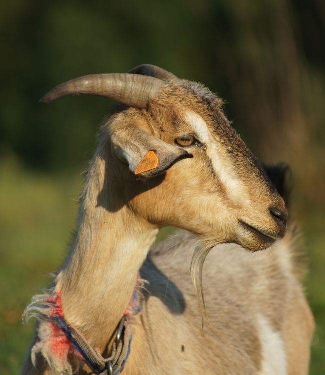 Goats Neck A goat with a collar on its neck · Free Stock Photo