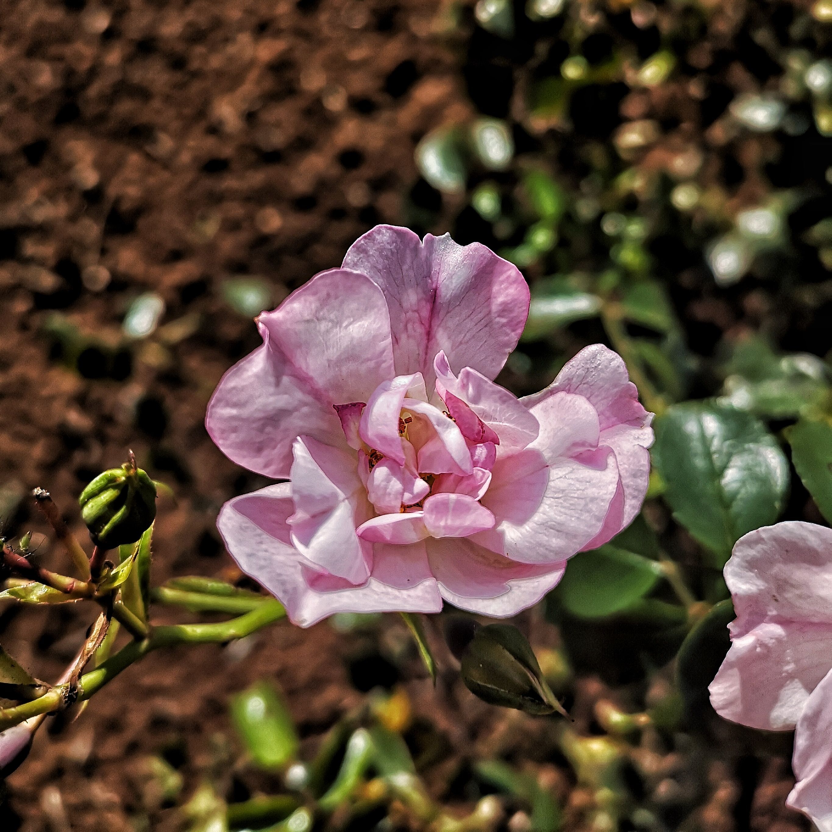 My Image 62