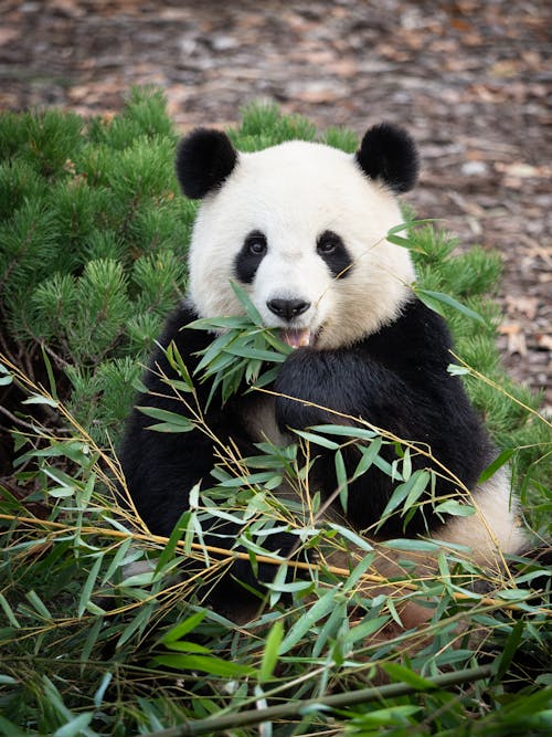 Free Panda Bear Sitting on Ground Stock Photo