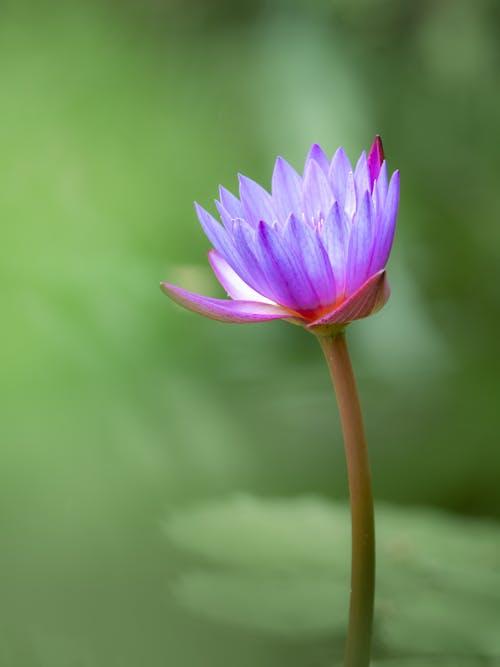 Purple Lily Flower