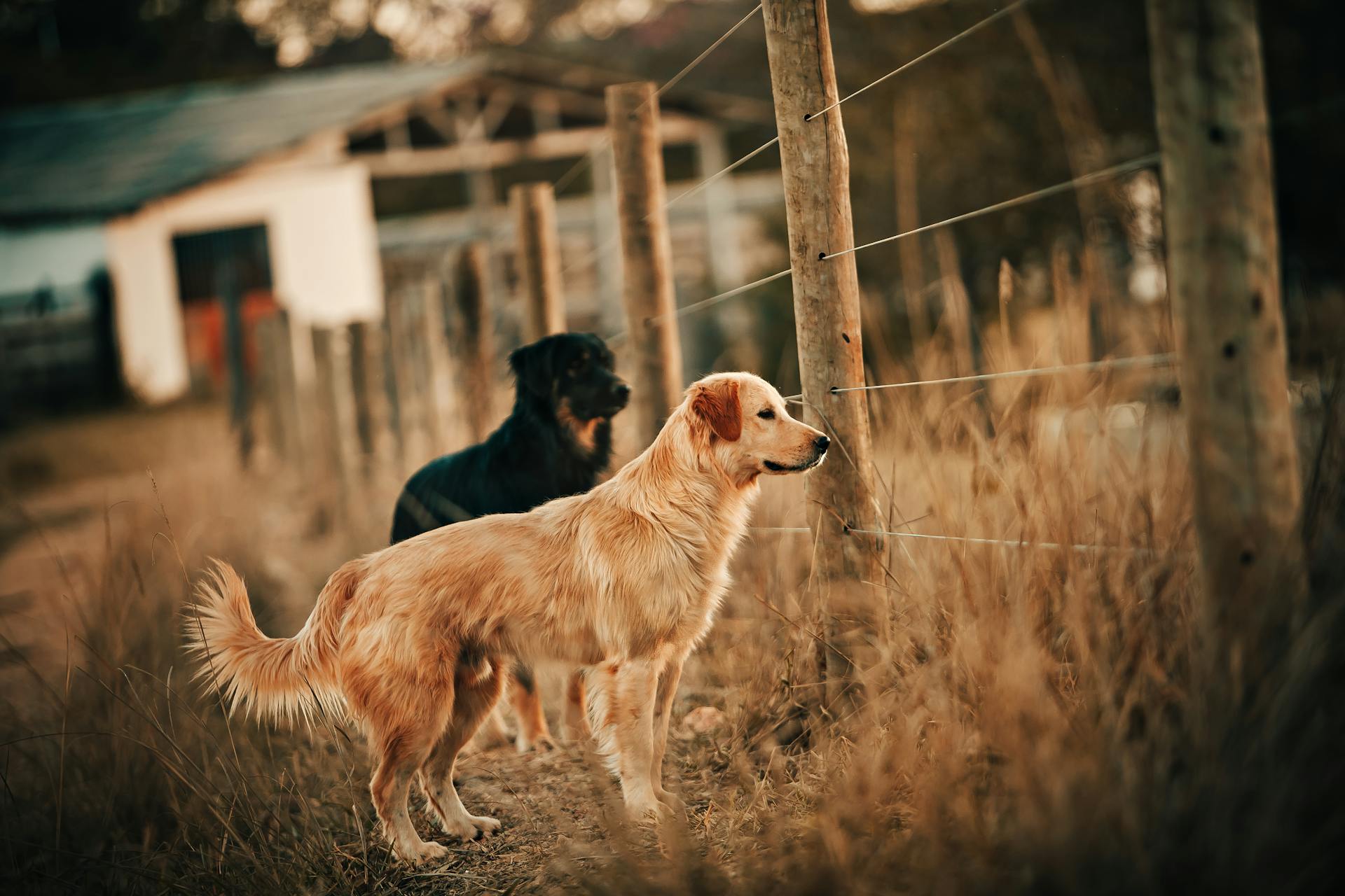 Photo de chiens près de la clôture