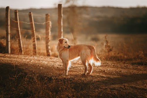 免费 狗在土路上的照片 素材图片