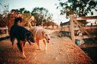 温暖的日落时分，两只狗沿着一条小路散步，其中一只是金毛猎犬