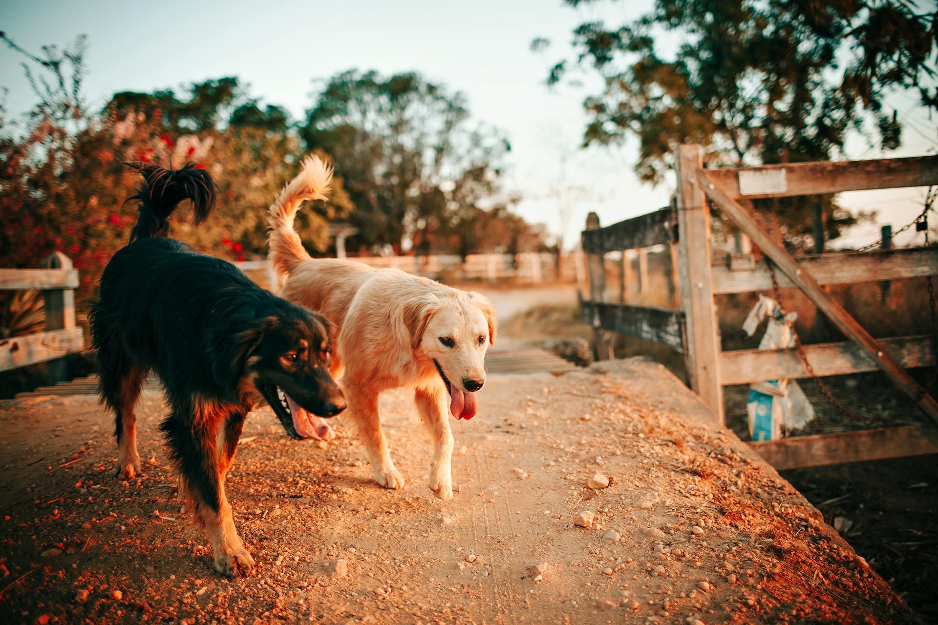 Tan and Black Dogs