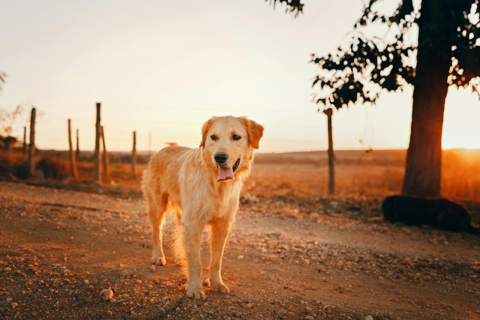 Une photo du golden retriever