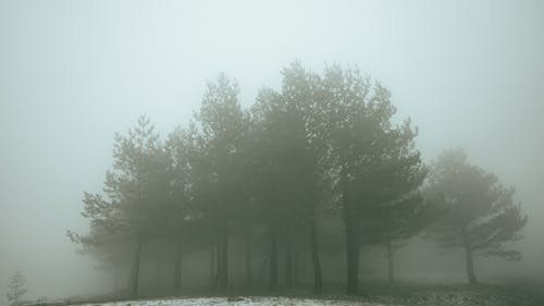 Foto profissional grátis de árvores, declínio, floresta