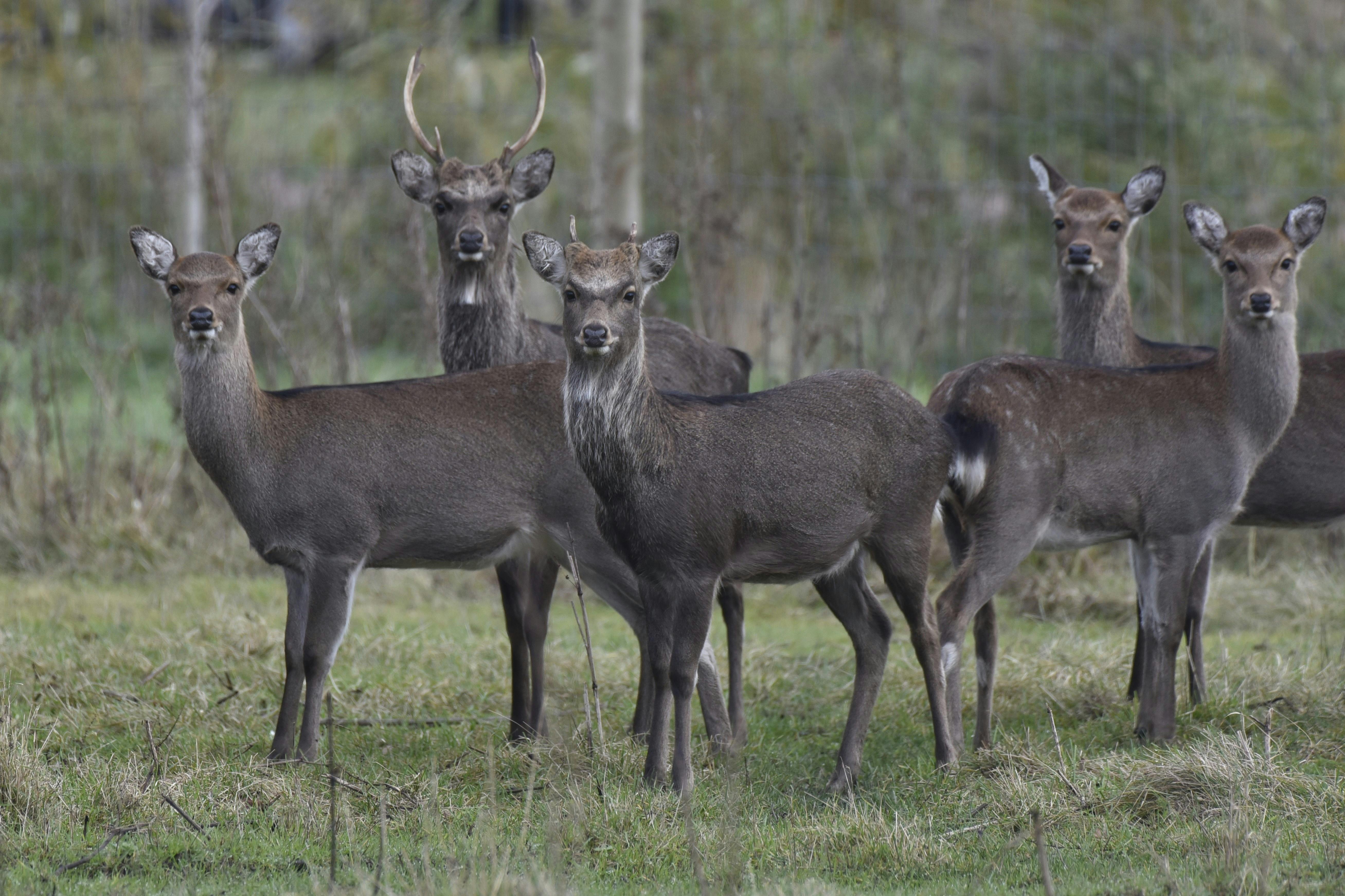 grátis Foto profissional grátis de adular, ambiental, animais selvagens Foto profissional