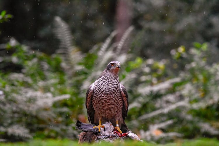 Close Up Of Hawk In Nature