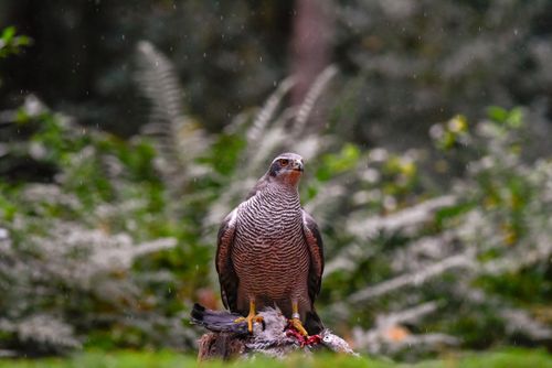 Free Close-up of a goshawk standing in a lush, rainy forest, showcasing wildlife beauty. Stock Photo