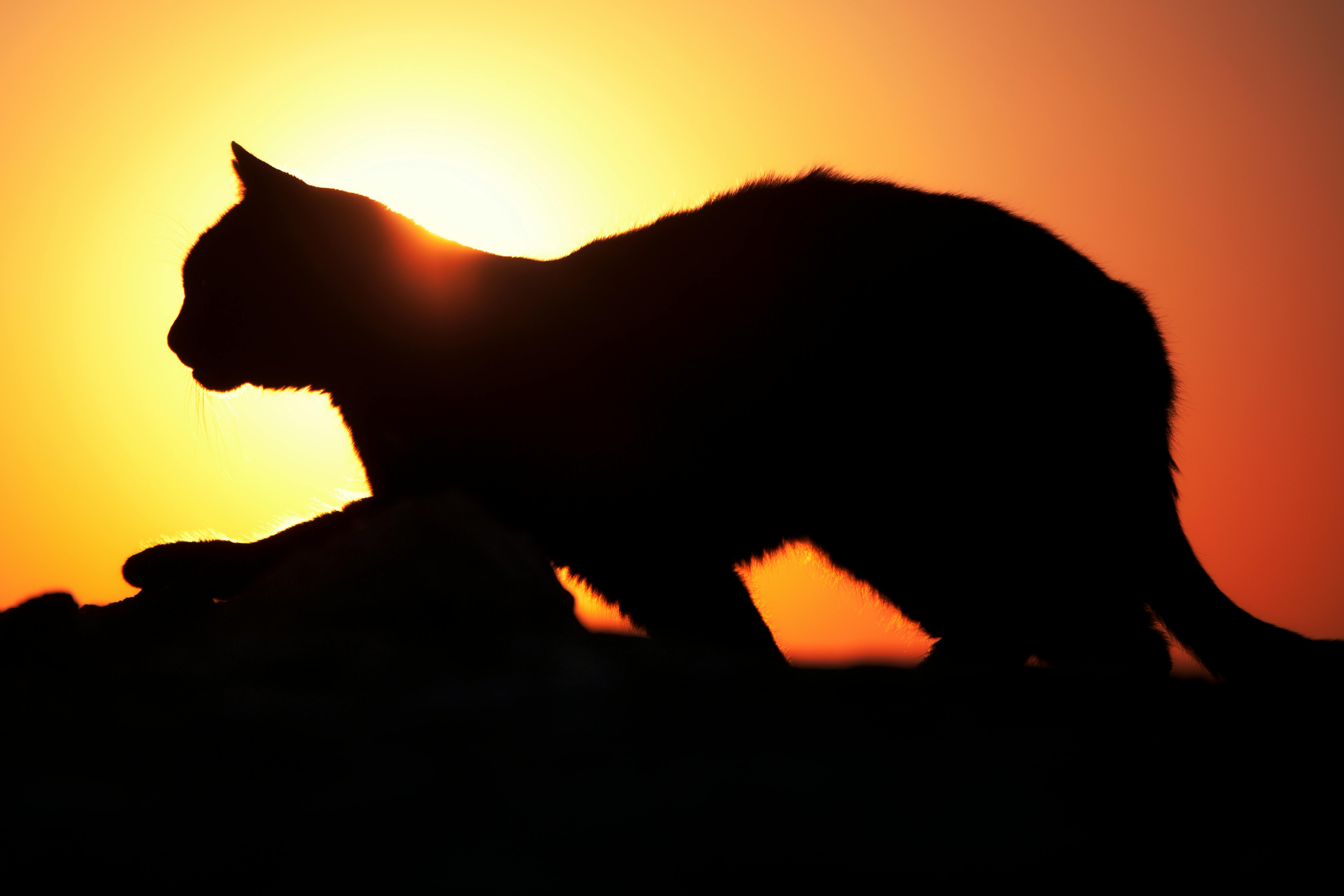 Free stock photo of animal, cat, golden sunset