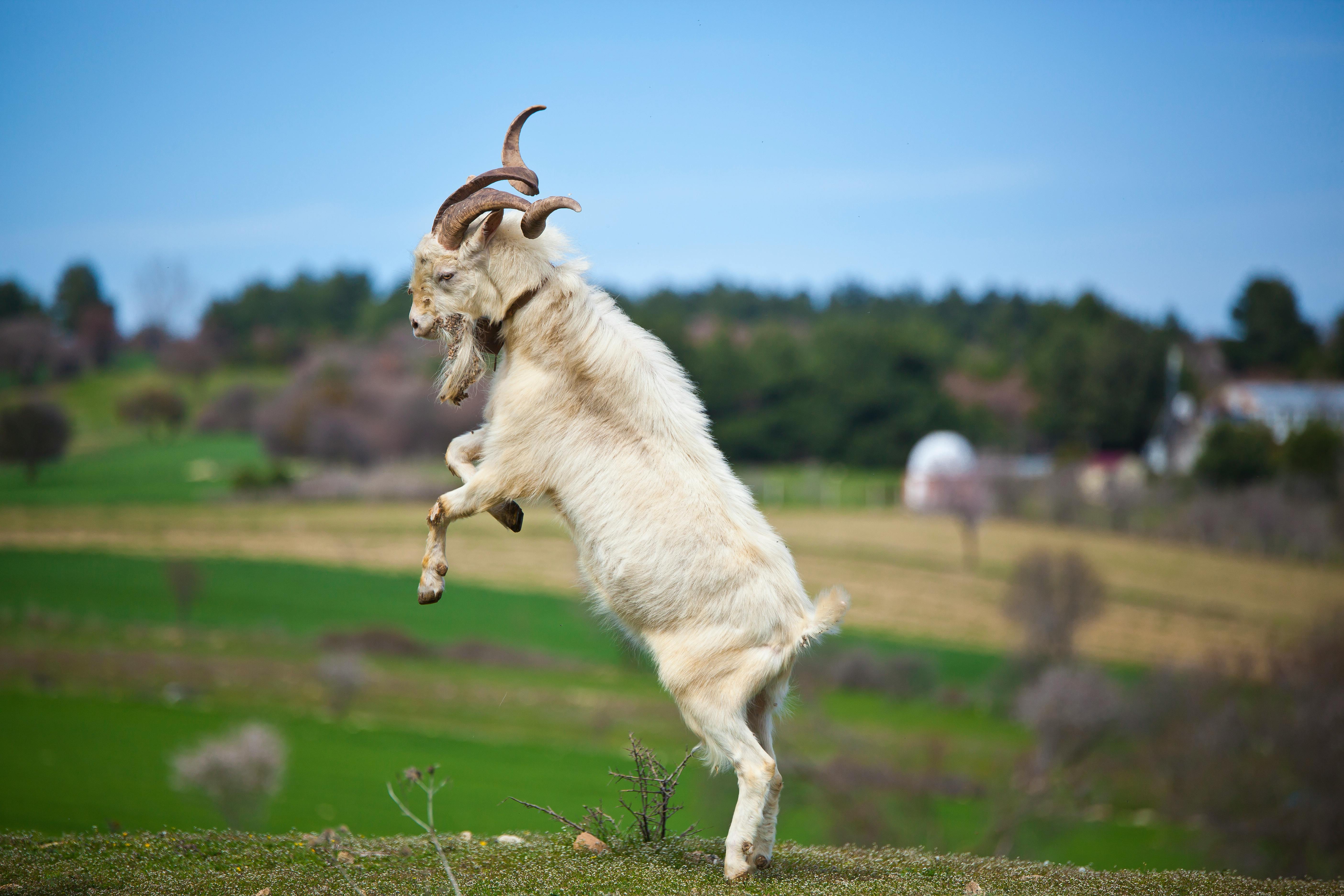 Free stock photo of fight, goat, jump