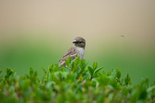 Gratis stockfoto met dieren in het wild, groen, insect