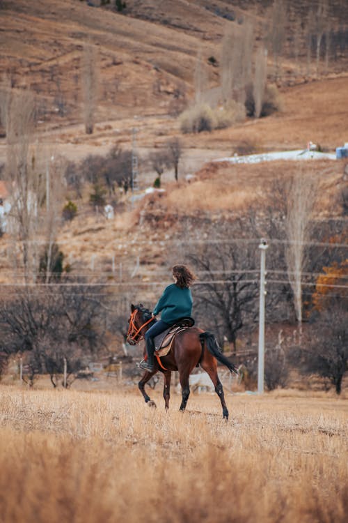 Δωρεάν στοκ φωτογραφιών με άλογο, αναβάτης, αναψυχή