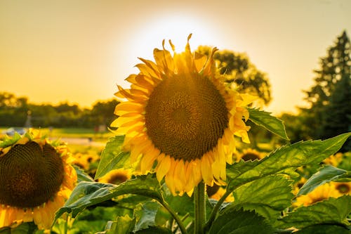 Immagine gratuita di avvicinamento, fiori, fresco