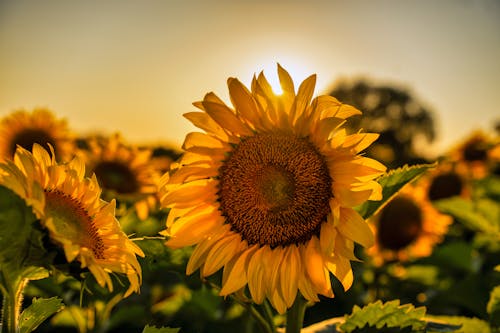 Foto stok gratis alam, bidang, bunga matahari
