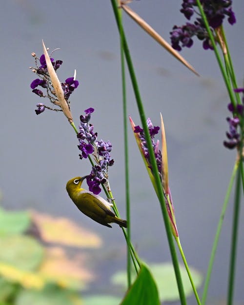 Kostnadsfri bild av djurfotografi, fågel, lila blomma