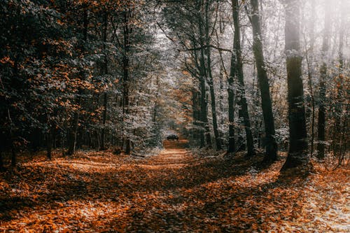 가을, 경치, 나뭇잎의 무료 스톡 사진