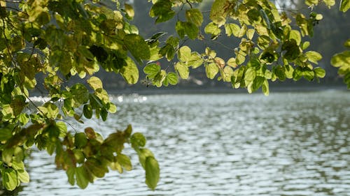 View of Green Leaves and a Body of Water in Summer 